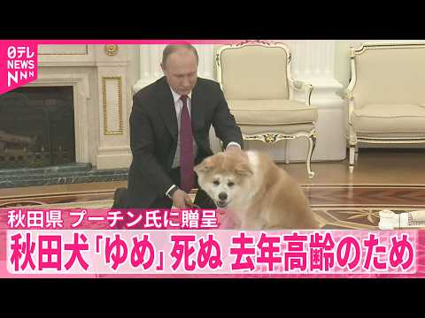 【プーチン大統領】贈呈の秋田犬「ゆめ」死ぬ  去年高齢のため thumbnail