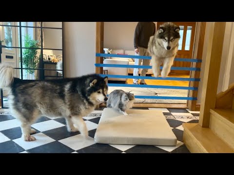 Dogs And Cats Take On Blue Tape Challenge! Who Will Win?? thumbnail