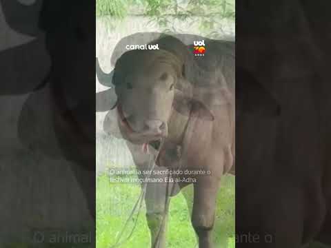 ‘Búfalo Trump’ já recebe visitantes em zoológico após escapar de sacrifício thumbnail