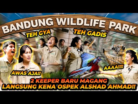 KAKAK GUE HISTERIS MAGANG SEBAGAI PAWANG HARIMAU! BARU SEHARI UDAH MAU RESIGN?! thumbnail