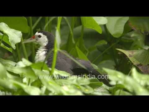 White-breasted Waterhen grooming beside marsh vegetation with juvenile bird thumbnail