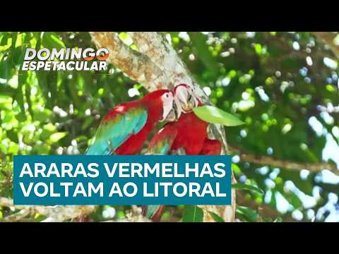 Projeto ambiental promove retorno de araras vermelhas ao litoral brasileiro thumbnail