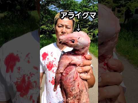 夏の道路は死体の宝庫 thumbnail
