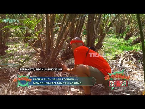 Tantangan Panen Salak Dengan Tangan Kosong | JEJAK SI GUNDUL (21/05/26) P2 thumbnail