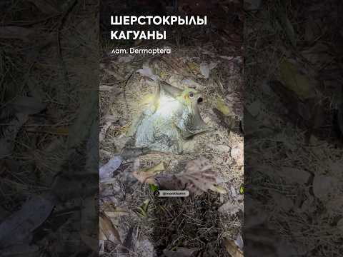 Гений в воздухе, неудачник на земле: почему он не умеет ходить? thumbnail