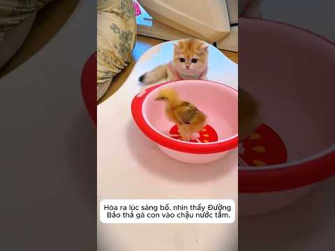 Giải Cứu Gà Con 🐣 Đường Bảo Bắt Nạt Gà Nhỏ? thumbnail