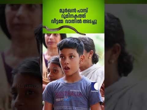 മൂർഖൻ പാമ്പ് റൂമിനകത്ത് വീട്ടമ്മ വാതിൽ അടച്ചു #snakemaster #vavasuresh #cobra thumbnail