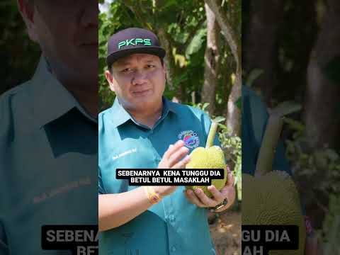 Buah Tarap Borneo Kini Ada Di Selangor thumbnail