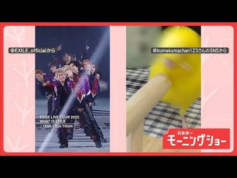 「頭回ります」　ときめき届ける！？　Choo Choo インコさん　パフォーマンスしてる？【羽鳥慎一モーニングショー】(2026年5月30日) thumbnail