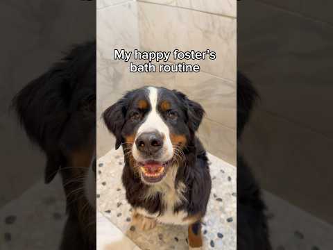 Do you think Jack enjoyed it? 🧼💛🐾 #bernesemountaindog #asmr #dogbath #doggrooming thumbnail