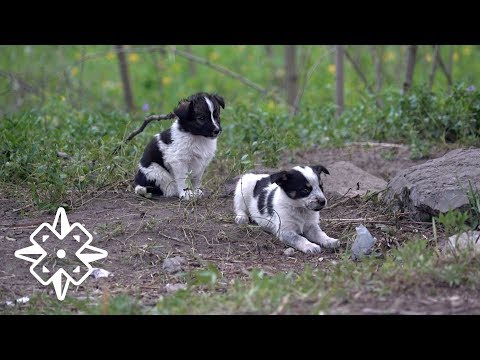 The Puppies of Chernobyl thumbnail