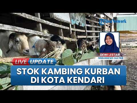 Pembeli Sepi pada Idul Adha 2026, Pedagang Kambing Kurban di Kendari Kurangi Stok Jumlah Ternak thumbnail
