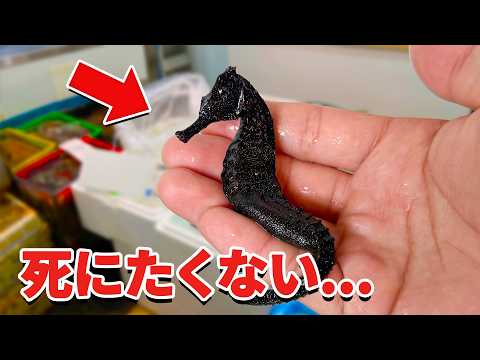 スーパーに売れ残っていたタツノオトシゴを飼育してみると… thumbnail