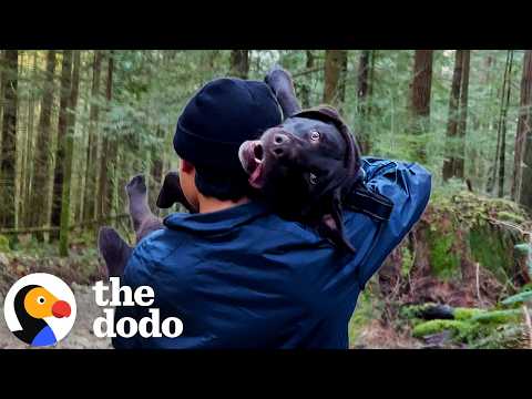 Family Carries Their Injured Lab 7 Kilometers Down A Mountain | The Dodo thumbnail