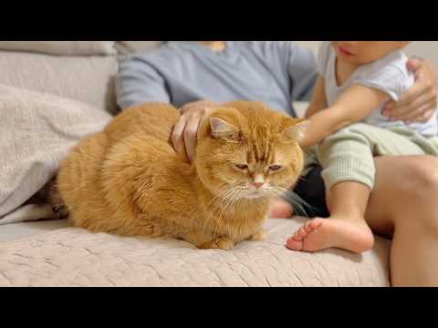 「どうぞお触りくだされ」2歳児のご機嫌をとる方法を心得ている兄猫がこちら thumbnail