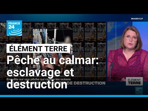 Pêche au calmar: enquête sur une destruction de grande ampleur • FRANCE 24 thumbnail
