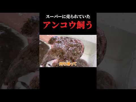 アンコウ飼育に挑戦してみたら… thumbnail