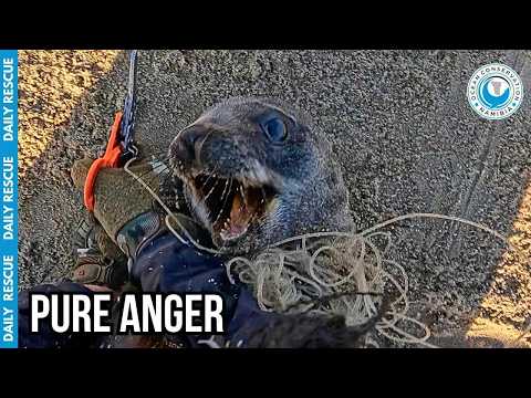 Entangled Seal Fought the Only Person Saving Him thumbnail