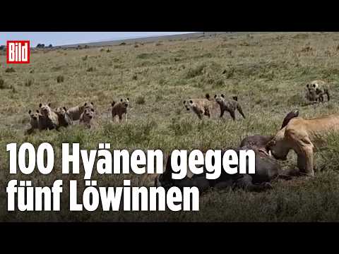 Kampf um die Beute: 100 Hyänen legen sich mit fünf Löwinnen an thumbnail