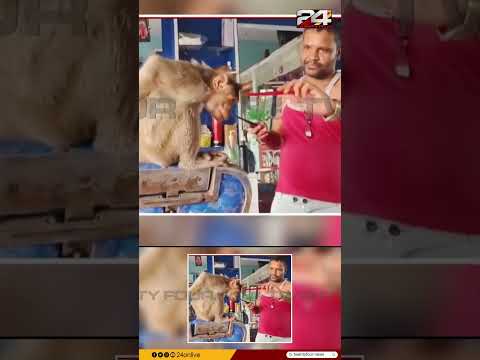 ആഹാ.. സുന്ദരനായി.. ! ബാർബർ ഷോപ്പിലെത്തി കുരങ്ങ്, മുടിവെട്ടി നൽകി മടക്കി അയച്ച് ഉടമ | Viral Video thumbnail