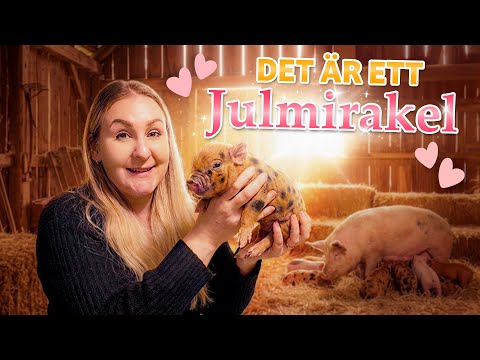 ✨️ GOD JUL & TACK FÖR ALLT! ✨️| VLOGG #627  thumbnail
