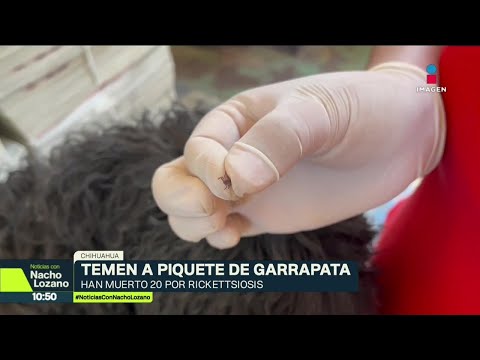 Por picadura de garrapata, al menos 20 personas han muerto en Chihuahua | Noticias con Nacho Lozano thumbnail