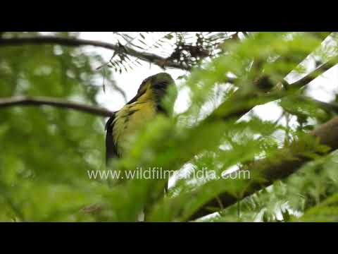 Ashy Prinia perched among dense shrubs in India thumbnail