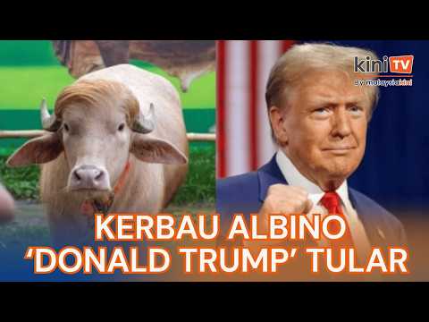 Kerbau albino 'Donald Trump' tular terlepas sembelihan Aidiladha thumbnail