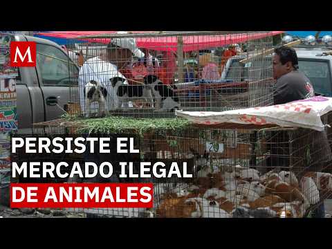 El ciclo que no termina: así regresan traficantes de animales a El Baratillo tras decomisos thumbnail