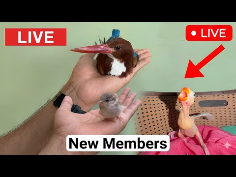 Meet Our New Friends ? LIVE  thumbnail