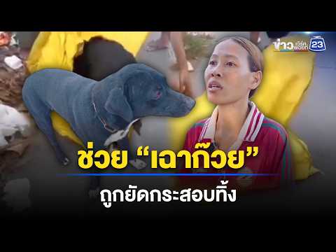ช่วย “สุนัข” ถูกคนใจเหี้ยมยัดกระสอบทิ้งขยะ l ตลาดข่าว - ข่าวเช้าเวิร์คพอยท์ l 4 มิ.ย.69 thumbnail