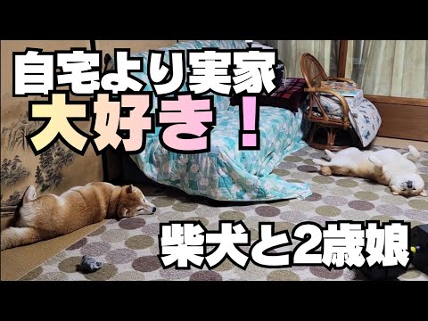 年に１度しか帰宅しない実家なのに…くつろぎ方が慣れすぎな柴犬たち thumbnail