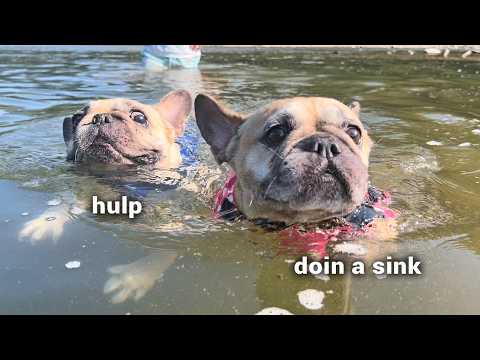 Do French Bulldogs SINK or SWIM? Mountain River Adventure  **Warning Contains TANTRUMS thumbnail