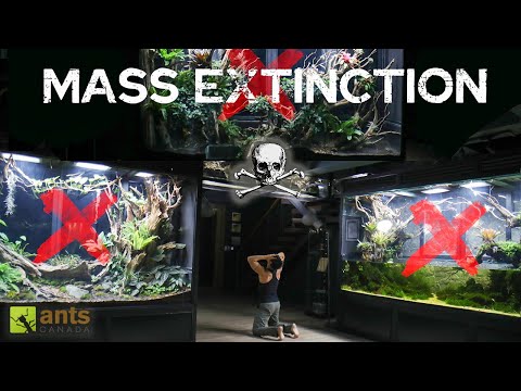 A Tragic Mass Extinction Has Happened in My Rainforest Vivariums thumbnail