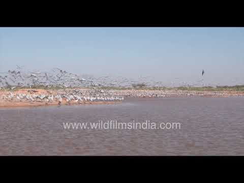 Demoiselle Cranes create a spectacular flight display over Khichan Desert Lake thumbnail