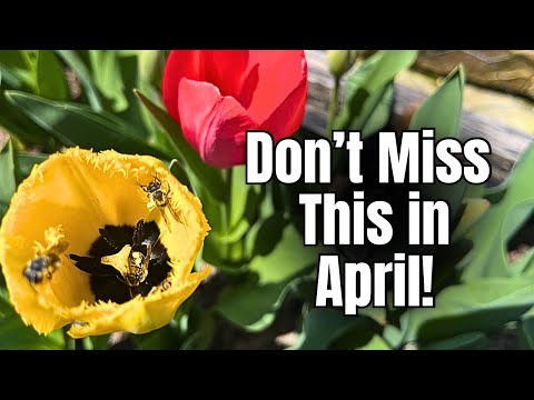 Do This in April (No Weeds, Less Water) thumbnail