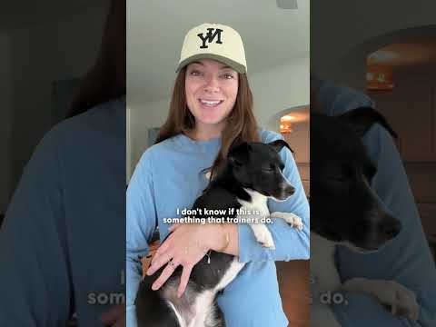 How To Train A Rescue Dog Without Overwhelming Them | The Pack thumbnail