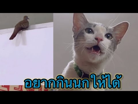 อ้อนอยากกินนกให้ได้ #คลิปบันเทิงน้องแมวขี้อ้อนวันนี้อ้อนอยากกินนก thumbnail