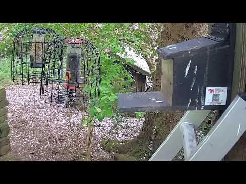 More Live Nature Live Stream thumbnail