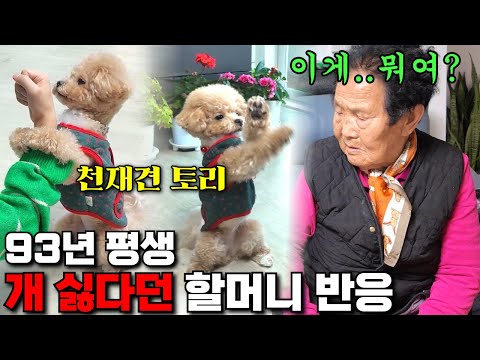 93년 동안 강아지 싫어한 할머니 천재견 토리를 보더니... 이런 반응이? thumbnail