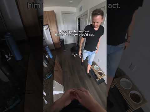 Working with 2 very insecure and anxious dogs. thumbnail