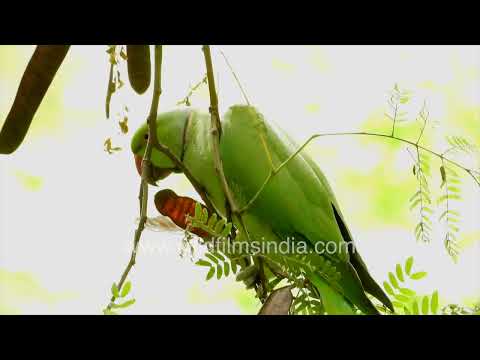 Rose-ringed Parakeet feeding on Subabul seeds in Delhi thumbnail