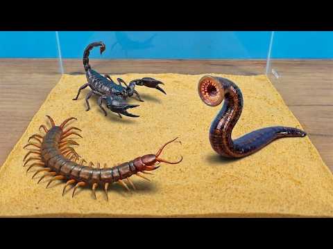 ¡SANGUIJUELA SANGUINARIA vs ESCORPION y ESCOLOPENDRA! ¿Quién ganará? thumbnail