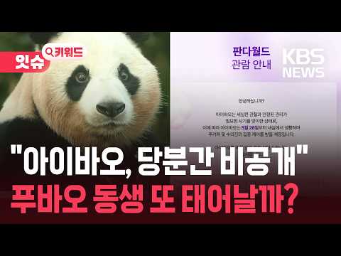 “아이바오, 당분간 비공개”…푸바오 동생 또 태어날까? [잇슈 키워드] / KBS  2026.05.21. thumbnail