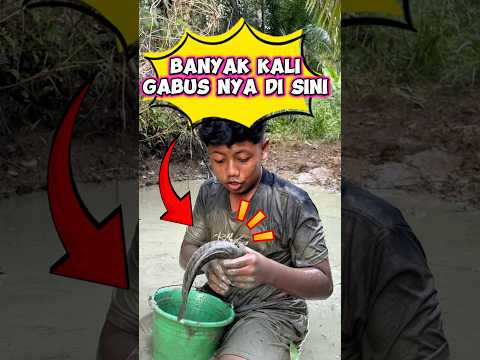Banyak kali gabus nya di sini #videolucu #wakmi #sketsakomedi #ikangabus #ngebolang #funny thumbnail