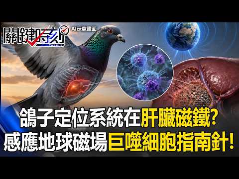 鴿子自帶定位系統秘密在「肝臟磁鐵」！？ 感應地球磁場「巨噬細胞指南針」！【關鍵時刻】20260529-6 張炤和 王瑞德 thumbnail