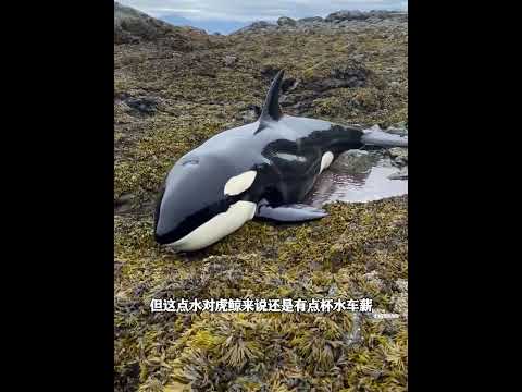为救被困的孩子，虎鲸妈妈向人类求助，孩子获救后它竟送礼还恩 thumbnail