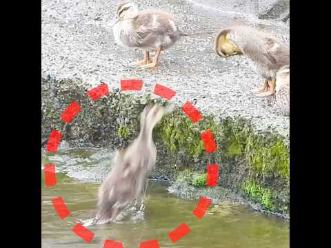 ヒナが1羽だけ孤立…でも気にしないｗ【カルガモ親子】 thumbnail