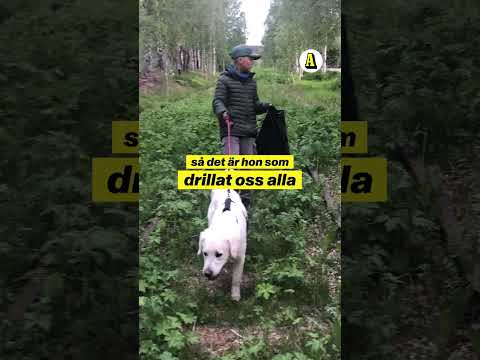 Harry, 12, pantade burkar i år – köpte hunden Bettan thumbnail
