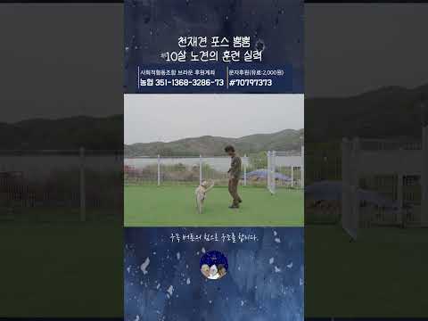 천재견 포스 뿜뿜 10살 노견의 훈련 실력 thumbnail